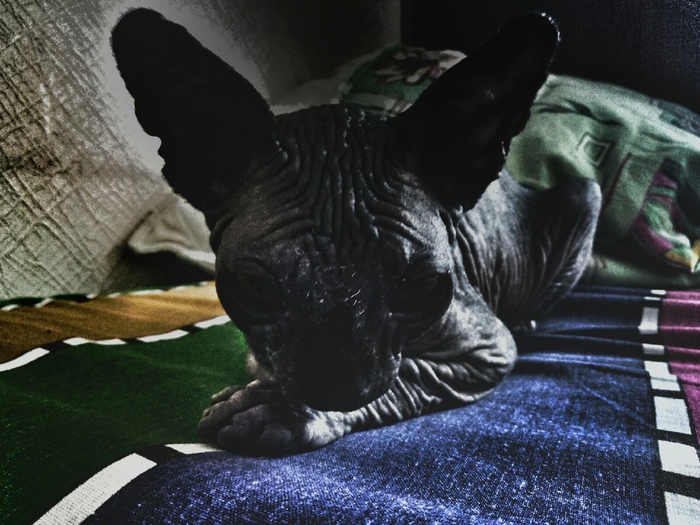 ���� ������