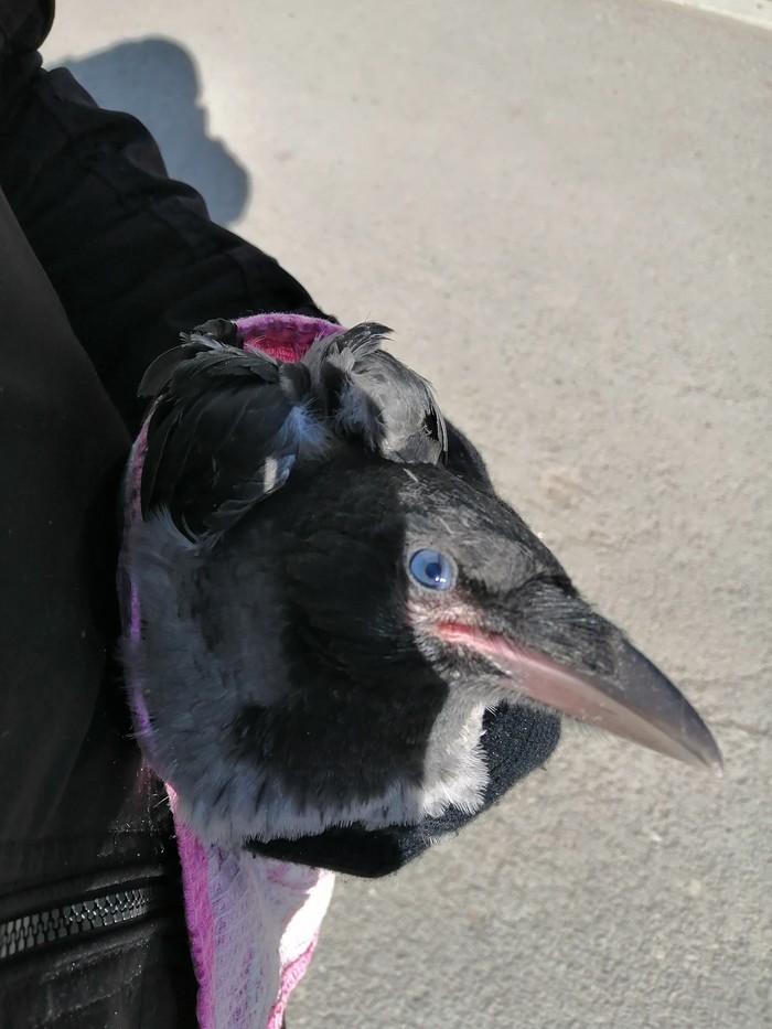 How to help the crow? - My, Help, Yekaterinburg, Crow, Longpost, No rating, Helping animals