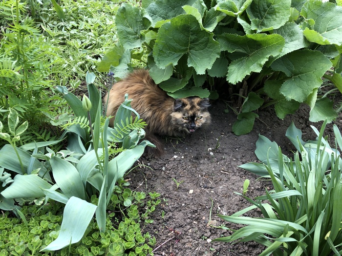 Зверь! - Моё, Кот, Котомафия, Зверь, Злость, Фотография, Котэ атакуе