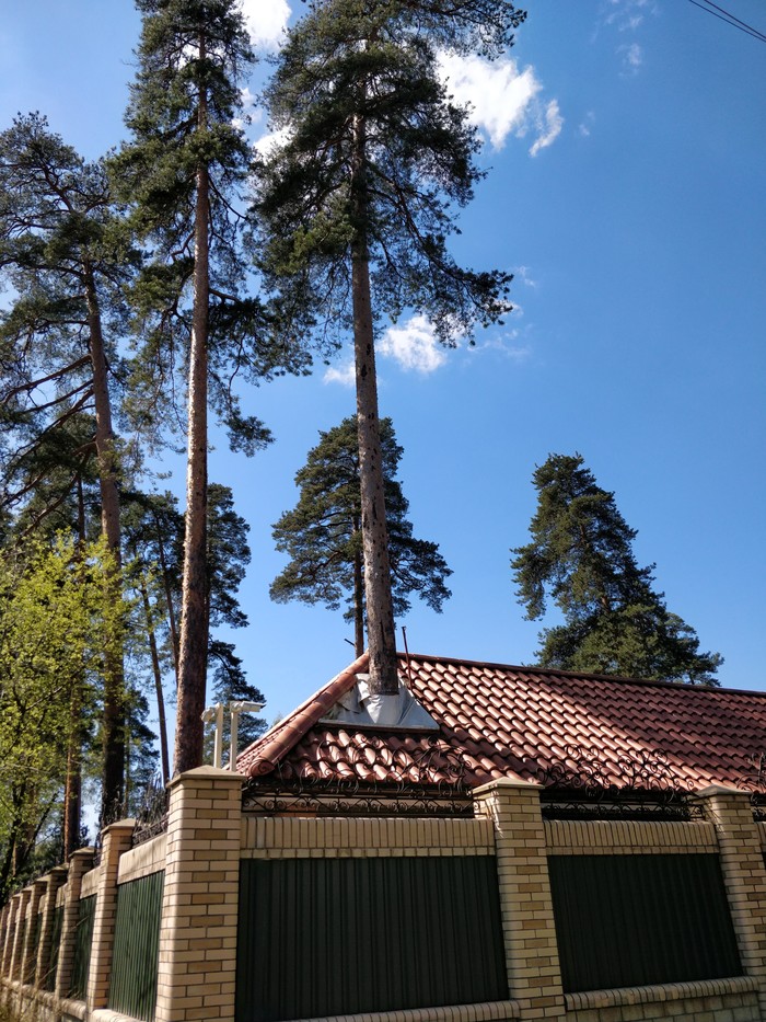 tree care - House, Tree, Care