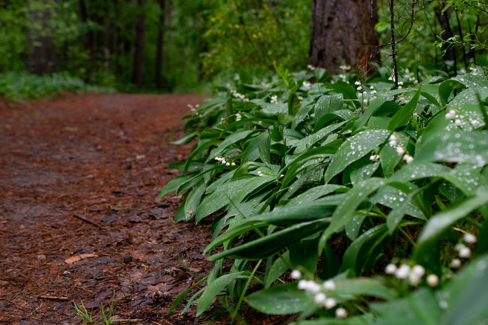 forest sketches - My, Beginning photographer, The photo, Forest, Lilies of the valley, Longpost