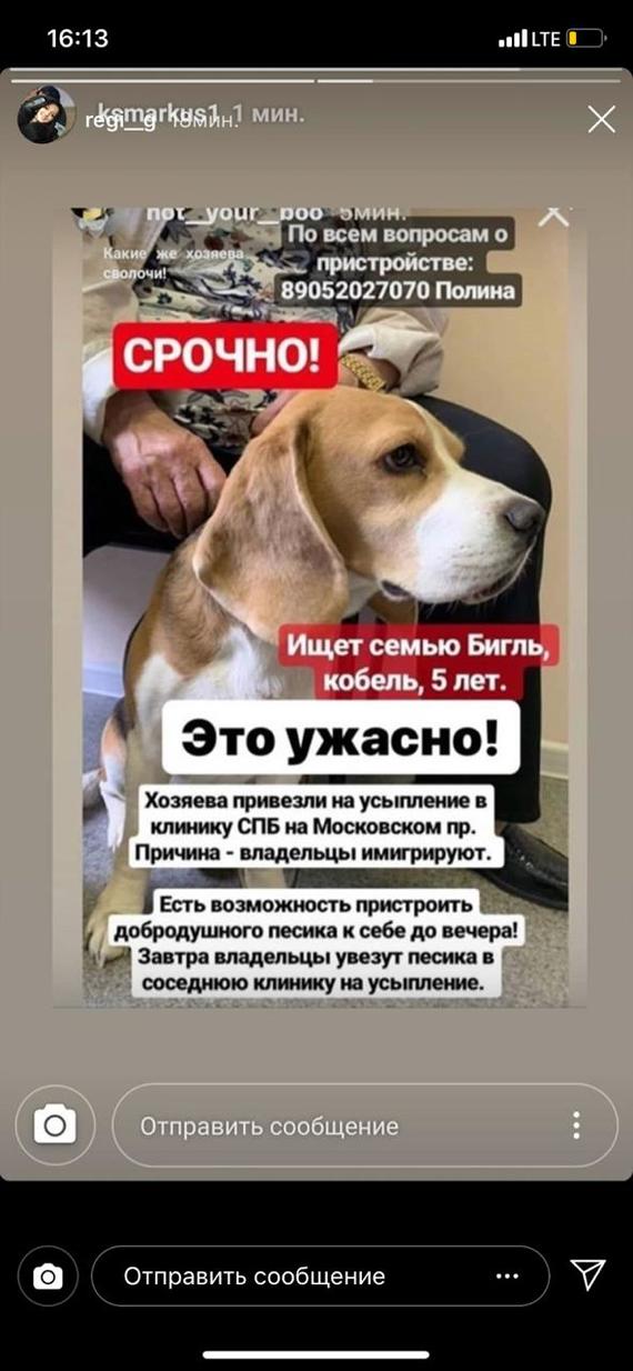 The dog is urgently looking for new owners, former [Already found] - No rating, Saint Petersburg, Dog, In good hands, Help, Helping animals