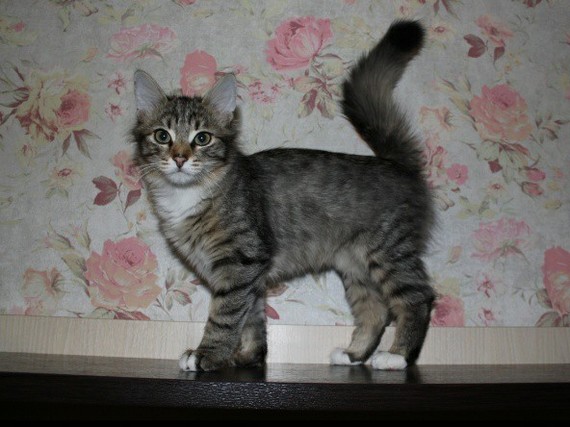 Help adopt kittens! - My, Moscow, cat, Kittens, No rating, Longpost, In good hands, Help, Helping animals