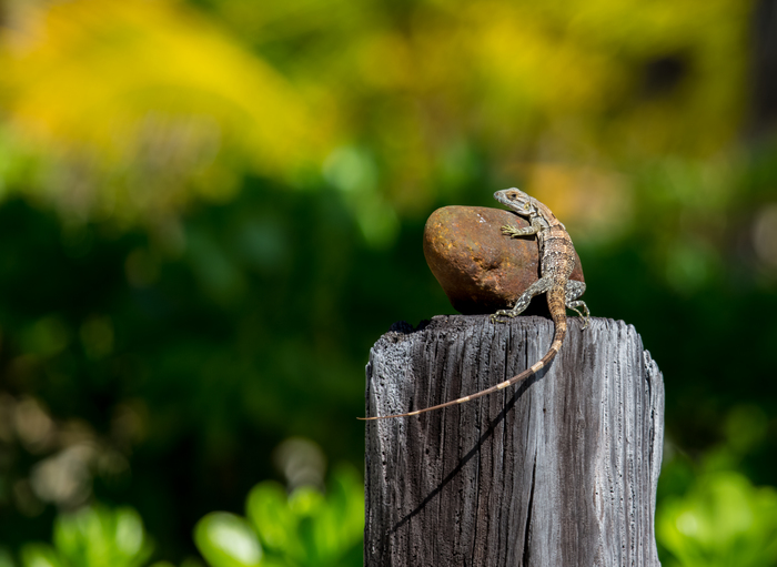 warm pebble - My, Lizard, The photo, Summer, A rock, Milota