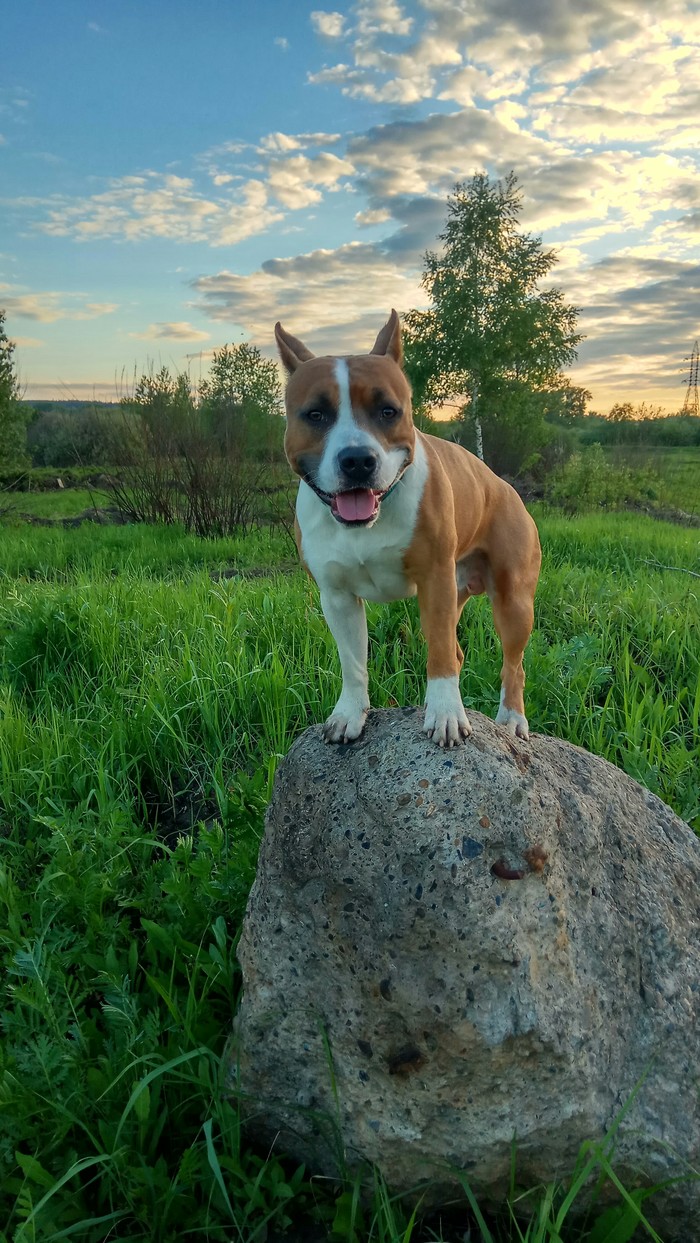 Hey biped... - My, Dog, The photo, Nature, Pitbull