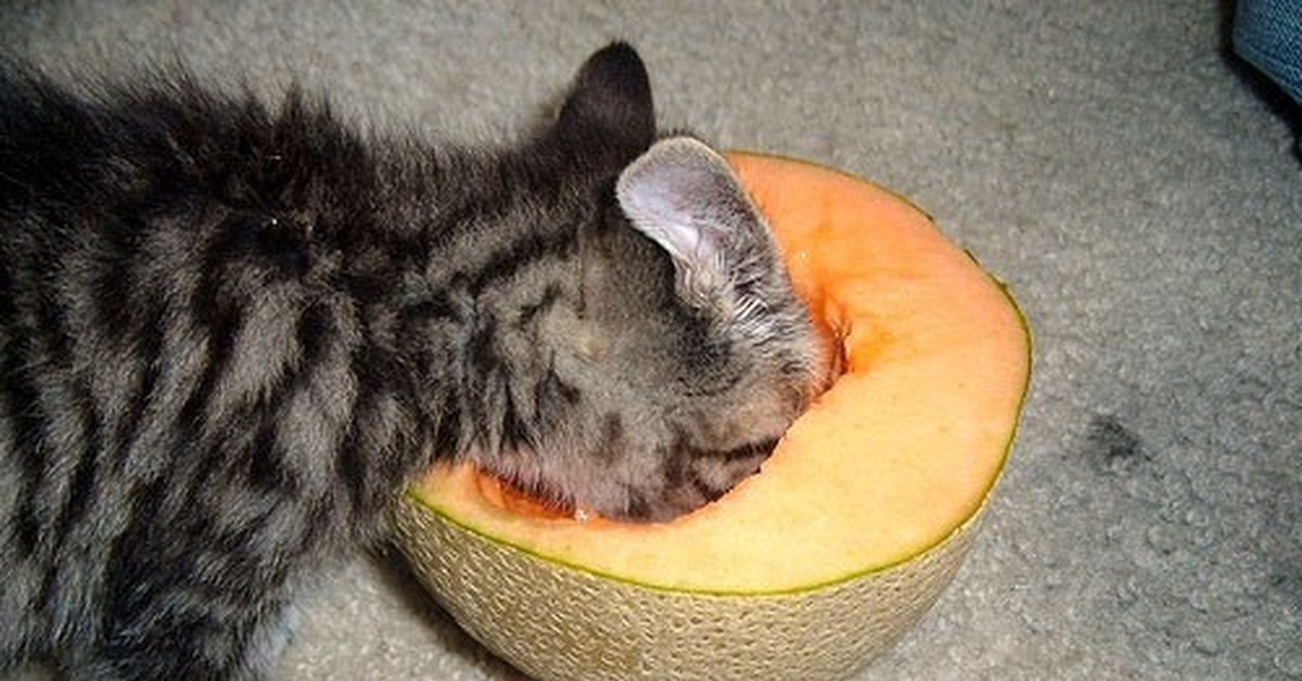 Арбуз едим дыню. Кот ест дыню. Объелся дыней. Коты едят дыню. Кот ест фрукты.