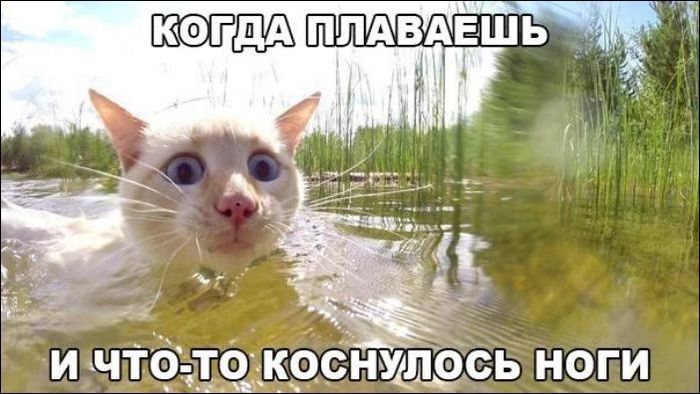 Don't swim in unfamiliar places - Pets, Kittens, Sea