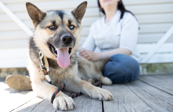 Nobility knows no breed. Blue-eyed Zeus is urgently looking for a home! - My, Dog, Is free, In good hands, Animal shelter, Longpost, Moscow, Moscow region, Help, No rating