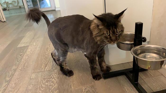 That moment when you get your hair cut and you don't like it... - My, cat, , Maine Coon