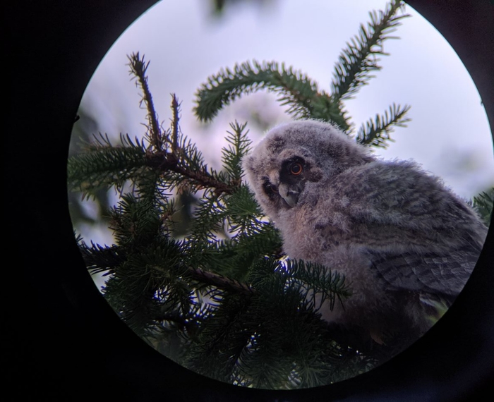 Owls in the country - Dacha, Owl, The photo, Birds