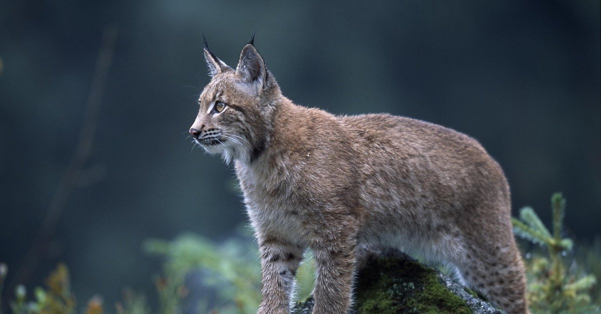 Рысь мышь. Lynx Рысь. Рысь — Lynx Lynx. Беловежская пуща Рысь. Рысь в Ильменском заповеднике.