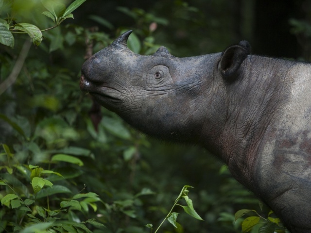 The last male Sumatran rhinoceros in Malaysia has died. - Sumatran rhinoceros, Endangered species, Around the world