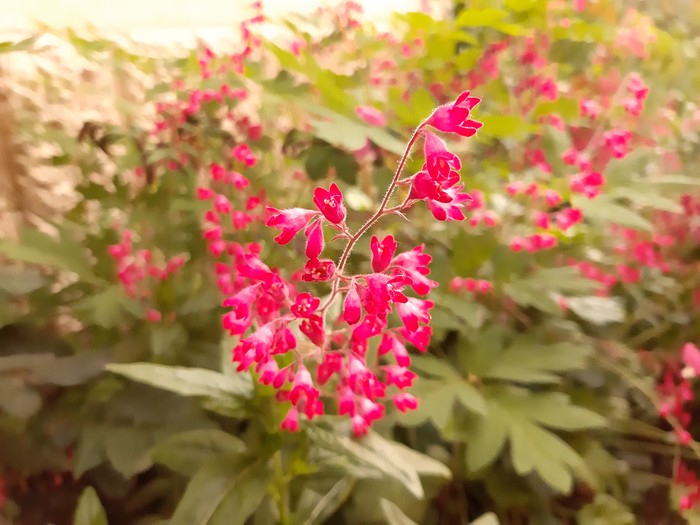 Heichela blood red - Flowers, Longpost, Brightness, Bloom, My