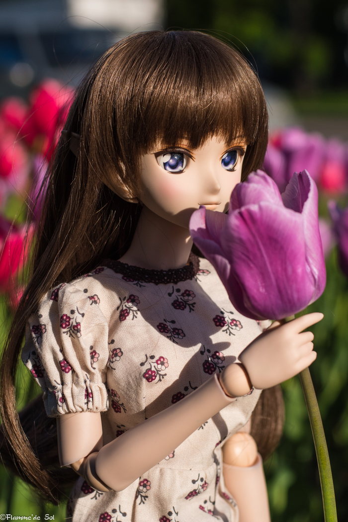 DollfieDream -   Dollfiedream,  , , , , 
