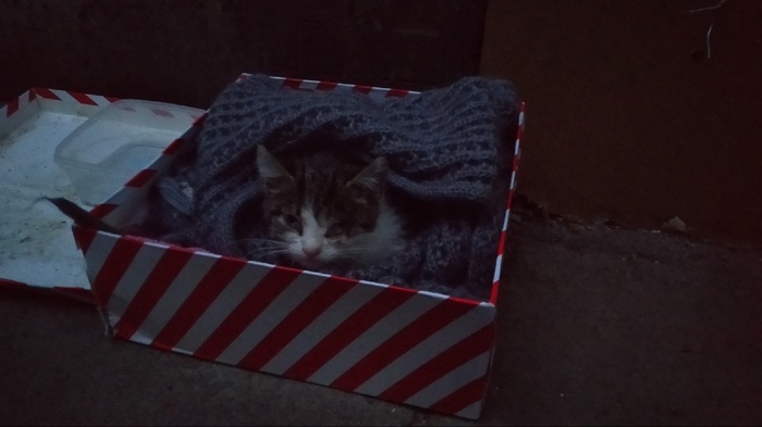 An injured kitten was found. St. Petersburg - Help, cat, Saint Petersburg, No rating, Prospekt Veteranov, Kirovsky District, Helping animals