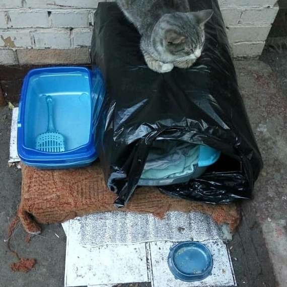 threw out the cat - My, cat, In good hands, Moscow, Pets, No rating, Khimki
