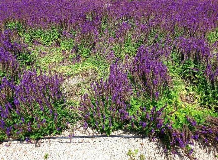 Galitsky Park after the invasion of the wildlings - Krasnodar, Galitsky Park, Vandalism, Idiocy, Negative, Flower bed