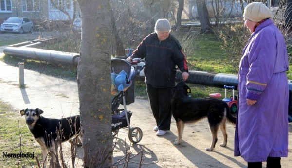 О доброй девушке, бродячих собаках и не только - Моё, Бродячие собаки, Бездомные животные, Воскресенск, Авторское