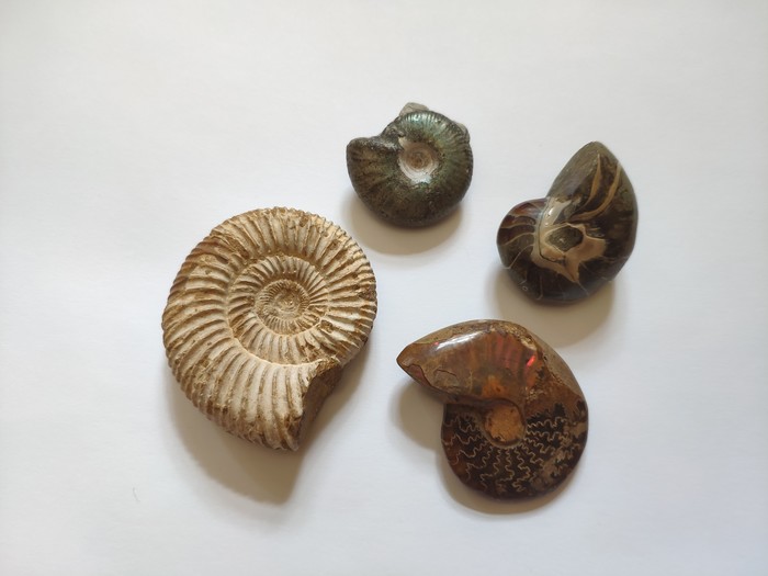 A collection of fossils and a little about them - My, Fossils, Paleontology, Collection, Unusual, Collecting, Antiquity, Longpost