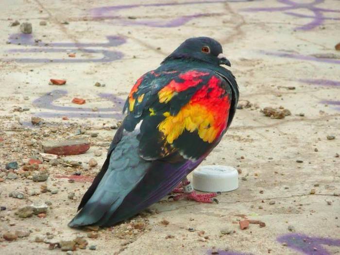 Shed after rain - Pigeon, Faded, The photo