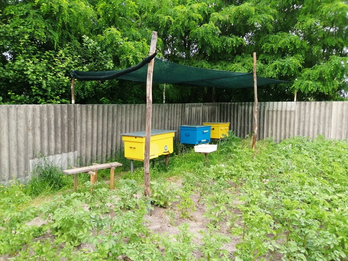 First mistakes =) - My, Beekeeping, Bees, swarming, Roy, Longpost