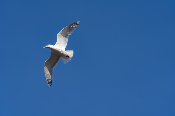 Seagull in the sky - My, The photo, Birds