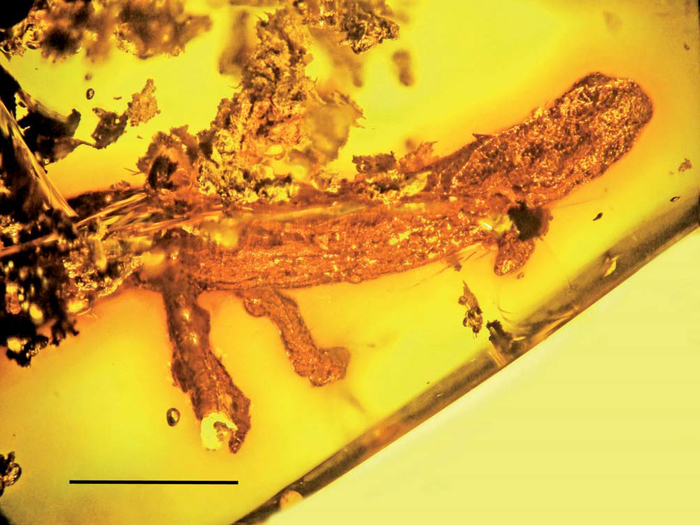 Salamander in amber - Paleontology, The science, Amphibian, Salamander, Copy-paste, Amber, Elementy ru, Longpost