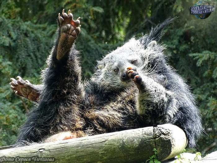 Cats can do Hoba too - Hoba, Binturong, Animals