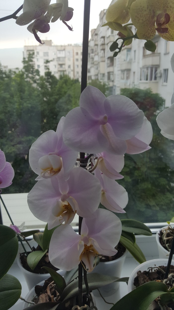 unusual orchid - My, Orchids, Flowers, Defect