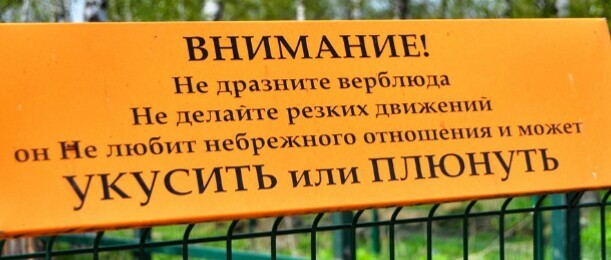 Верблюд с тонкой душевной организацией.