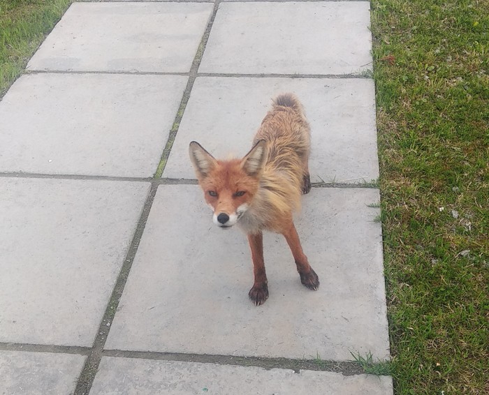 And the other day I started to molt ... (c) - My, Fox, Watch, Stoned fox, Longpost