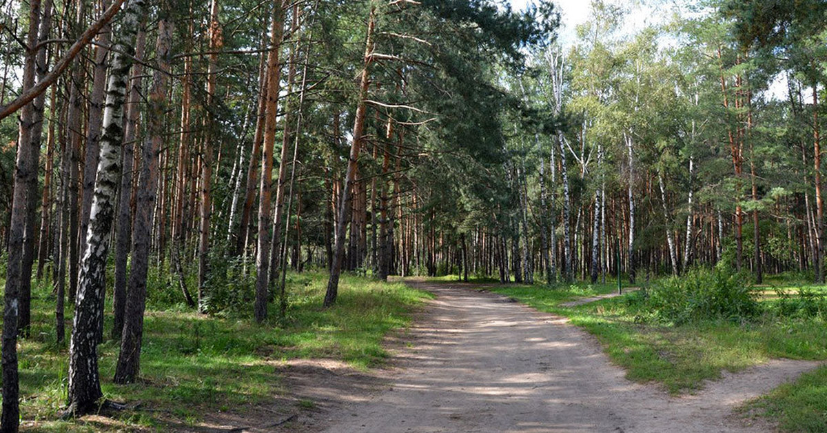 Территория лесное. Природный заказник Жулебинский. Жулебино лесопарк. Парк Жулебино лес. Жулебинский лесопарк Москва.