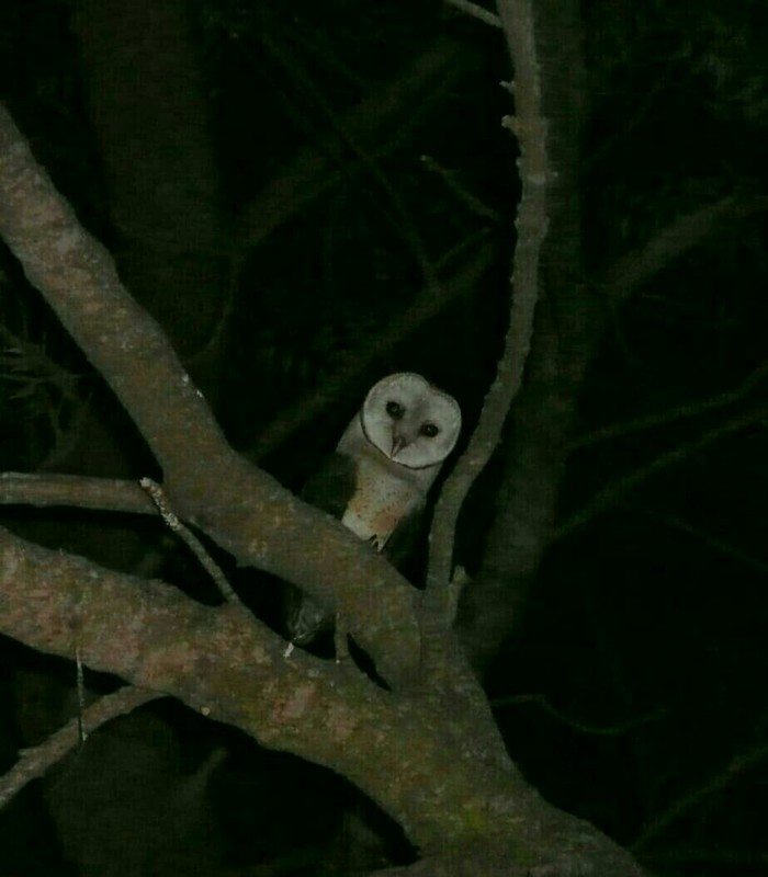 Gratuti - My, Africa, Owl, Longpost, Animals, Birds