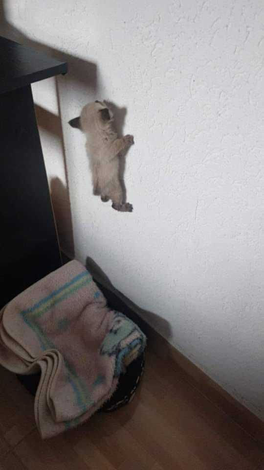 Where are you going? - cat, Kittens, Wall, Climbs, Funny, Catomafia