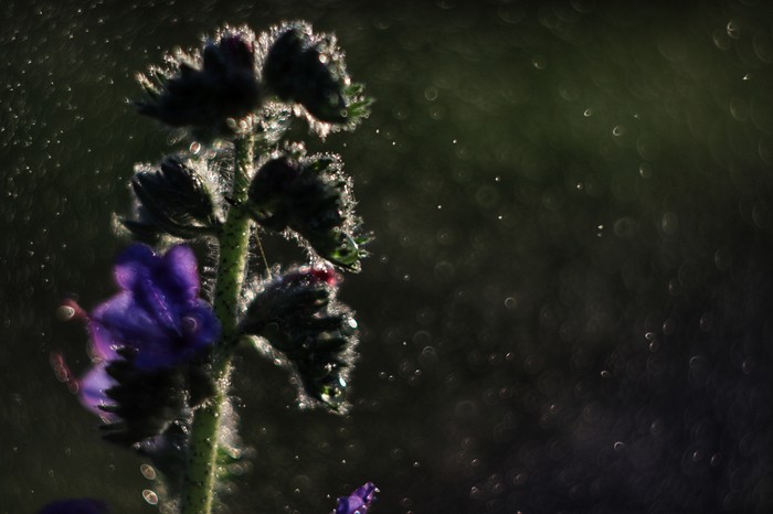 Not a lot of attempts in Macro - My, Macro, Landscape, Flowers, The photo, Photographer, , Macro photography, Helios 44m