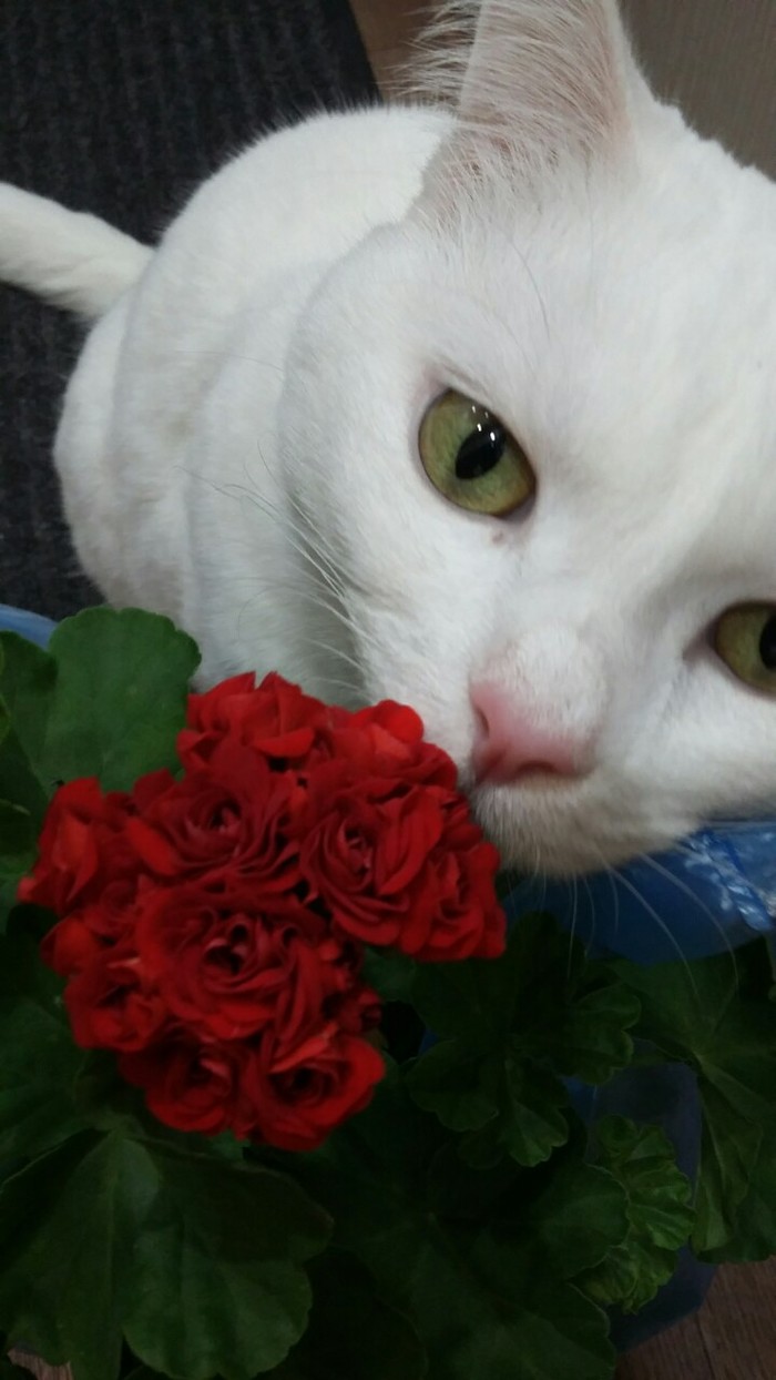 Oh that scent... - My, cat, Flowers