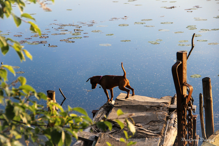 Little dragonfly catcher - My, Miniature pinscher, Dog, Summer, Longpost