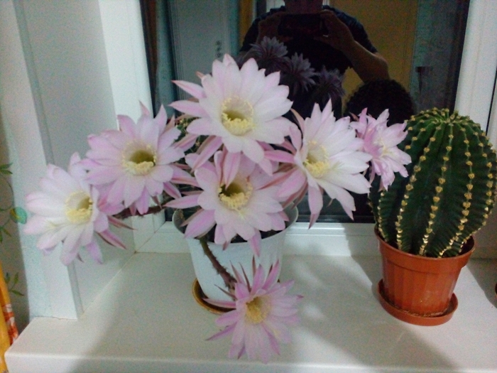 Many cacti bloom, and so do I ._. - My, Cactus, Blooming cacti, Flowers