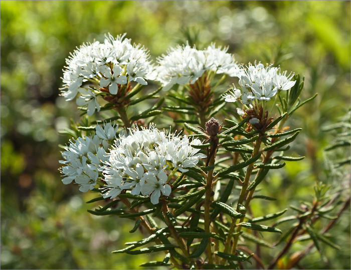 Ledum marsh - My, Informative, Swamp, Blueberry