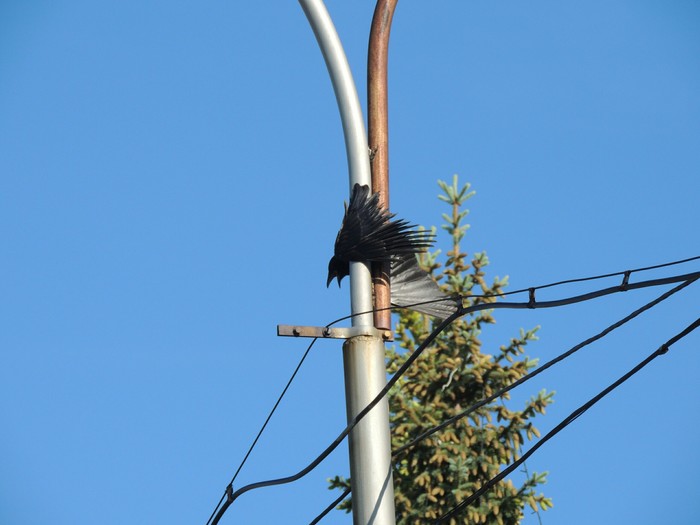 Crow - My, Longpost, Ufa, Crow, Lamp