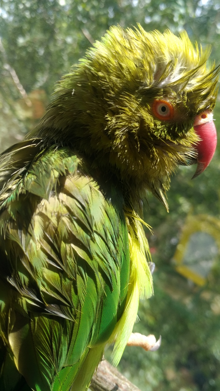 Home pet - My, A parrot, Necklace parrot, Pet, Milota, Longpost, Pets