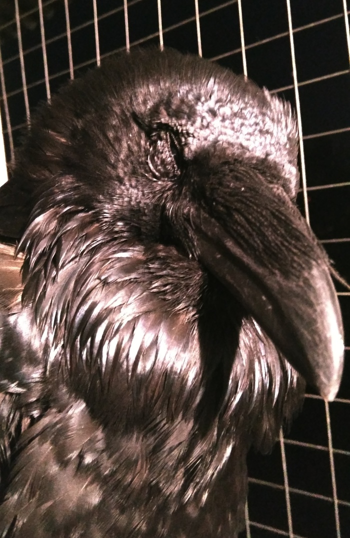 Ворон спящий