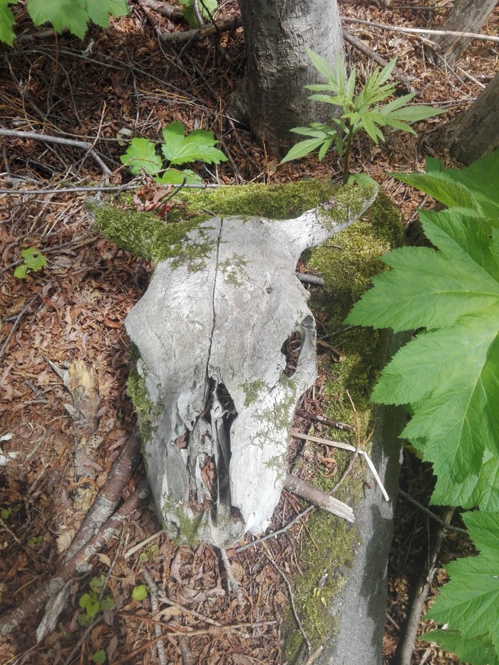 Skull in the forest. - My, Kamchatka, Vilyuchinsk, Scull, Forest, Longpost