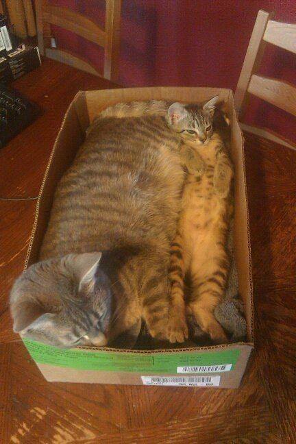 fit - cat, Thick, Kittens, Box, fit, Thick