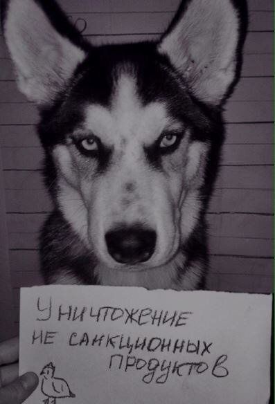 Husky and cat) - cat, The crime, Punishment, Longpost, Dog