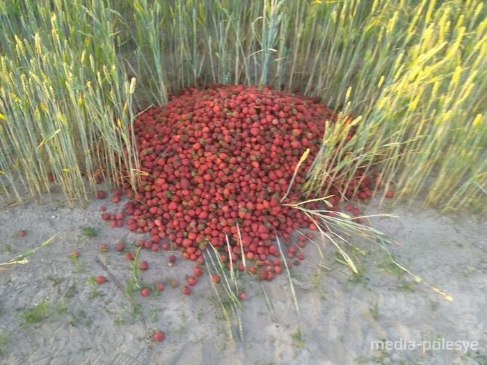 Due to the lack of sales, people throw the berry right into the field. - Strawberry, Summer, Harvest, Prices, Demand, Sentence, Market, Belarus, Strawberry (plant)