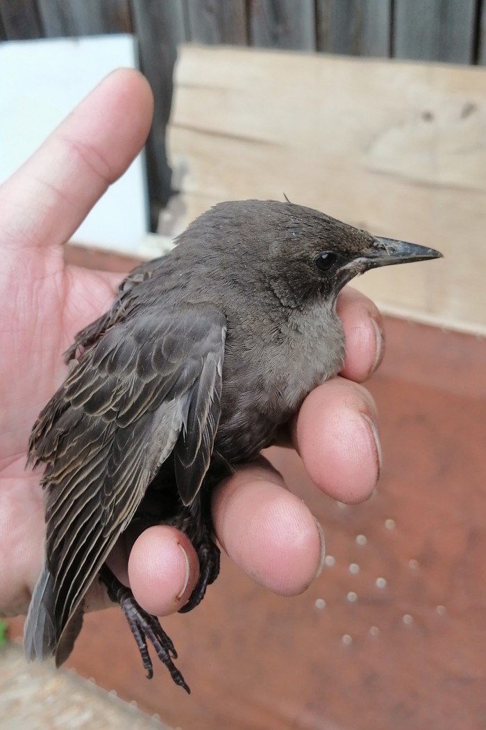 Help identify the bird - My, Birds, Chick, Longpost