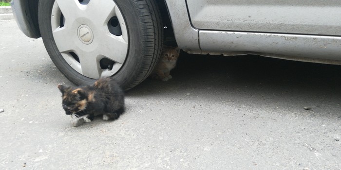 ������ ���������