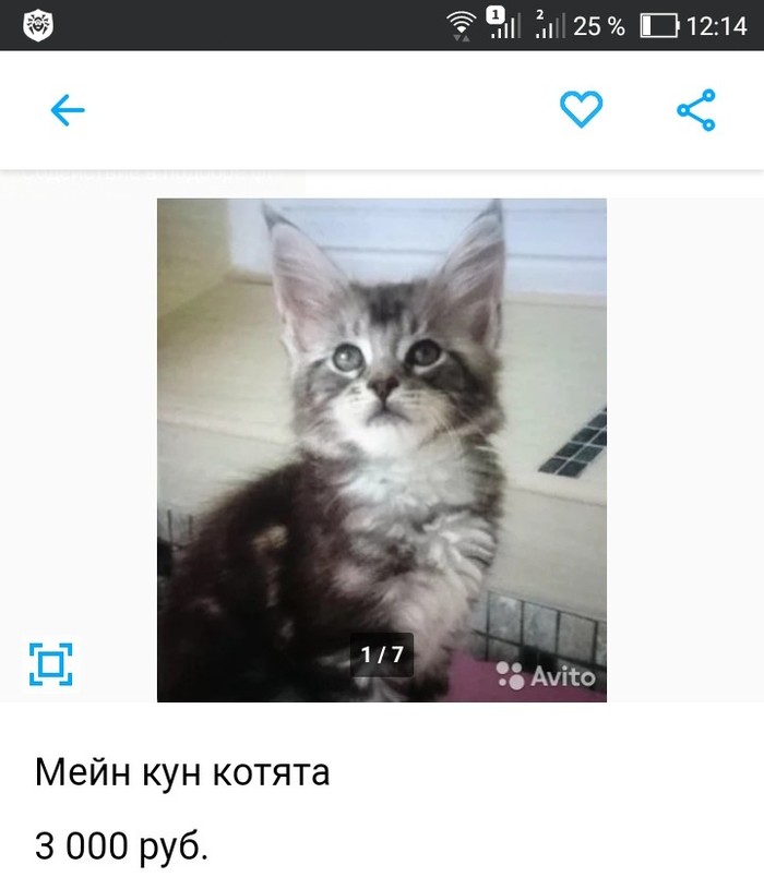 Kitten seller on Avito - cat, My, Longpost, Avito