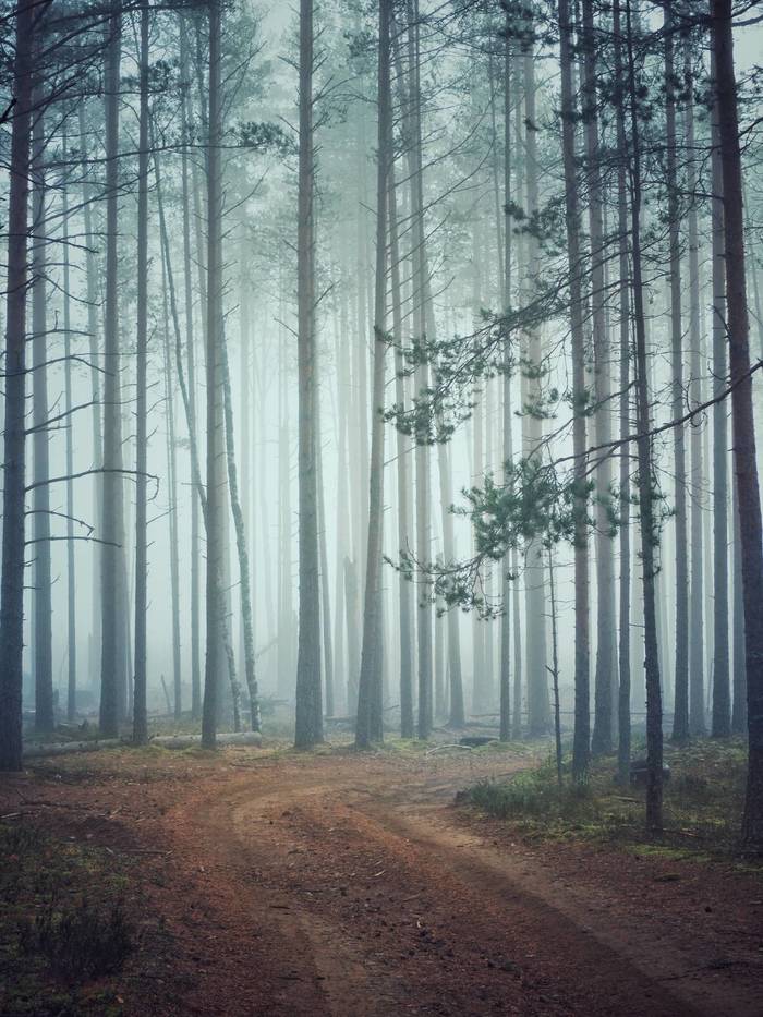Fog in the pine forest - My, The photo, Landscape, Fog, Forest, Olympus